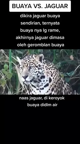 #jaguar#buaya#danau#spotlighyindonesia 