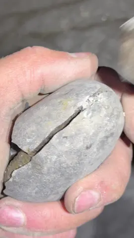 We could see the Ammonite keel sticking out the edge of the rock, making it clear that a Jurassic fossil was hidden within 🏝🦖 If you’d like an ammonite rock to crack open, please message us directly @yorkshire.fossils or Visit our website Yorkshirefossils.NET (link in bio) For more videos, check out our YouTube channel Yorkshire Fossils 🏝 Thanks for supporting our page! 🐊 #fyp #natural #nature #fossil #fossils #ancient #animals #art #ammonite #ammonites #dinosaur #scientist  #minerals #paleontology #whitby #geologist #dorset #geology #charmouth #jurassic #yorkshire