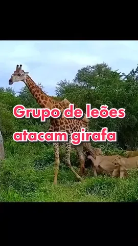 Grupo de leões atacam uma girafa #animals #selvagem #viral #savana #leoes #lion 