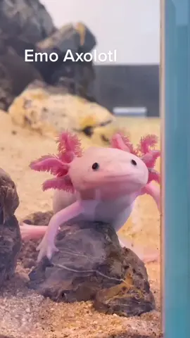 Take advantage of our weekly sale! We only have a few pink ones left! We are also selling adult pink axolotls for a very good price! OlotlLove.com #FastTwitchContest #axolotl #axolotlsoftiktok #axolotls #babyaxolotl 
