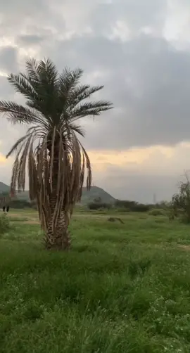 #آيات قرانيه ##ربيع مكه#خضره #طبيعه_ومناظر_خلابه  