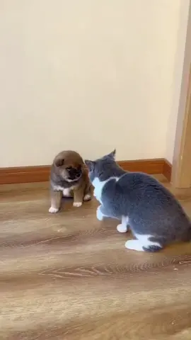 Dog:you wait for me for two months #pets #foryou #funny #cute #dog #dogsoftiktok #cats #catsoftiktok #fyp #fypシ 