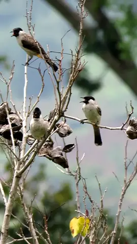 Kutilang Lestari Dialam 😊#kutilang #kutilanggacor #burung 