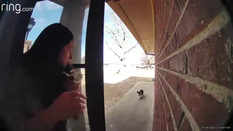 the way my sister overreacted with this cat 😂 #fyp #ring #ringdoorbell #nest #nestcam #cat #cattok #reaction 