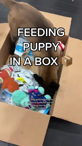 Replying to @l0u1s0n Why I feed my Belgian Malinois puppy in a box📦 #dogfeeding #dogenrichement #dog #belgianmalinois 