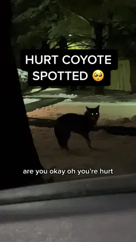 I literally started sobbing 😭 I wanted to put hims in my car, take him home, put one of Clara’s sweaters on him & buy him a pup cup but the logical part of my brain said “Stef, you’re crazy, you’re white but not that white. This will not end well for you” I’m so sad over this 🥺 #coyote #hurtanimal #whitewomanaintscaredofshit #coyotesoftiktok 