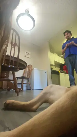 When my dog won’t let me kiss and hug my wife! Cuándo mi perro no me deja besar y abrazar a mi esposa! #dog #dogtok #dogsoftiktok #ServiceAnimal #guide #perro #perrostiktokers #funny #funnyshit #latinos #lab #golden #wife #couple #funnyvideos #fyp #fy #viral 