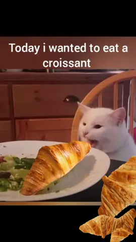 #croissant #quaso #cat #funnycat #france #food #lustigekatzenvideos #lustig #food #katze 🥐🐈‍⬛