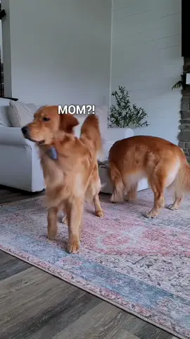 Replying to @cyeman_ PART 3 | The ultimate bamboozlement 🛋️ 