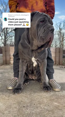 Replying to @mr.french_thedoggo #neapolitanmastiff #neapolitanmastiffs #neapolitanmastifflovers #mastino #mastinoneapolitano #mastiff #mastini #dogsofttiktok #mastiffs #drool #drooling #droolingdog #slobber #slobberydogs #squshing #squshy #squish 