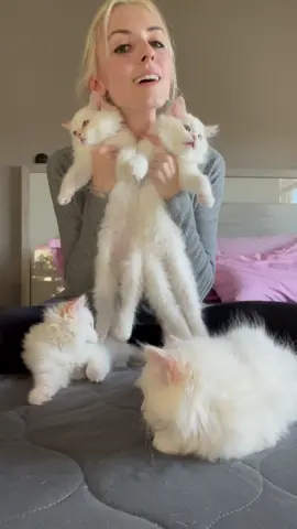 How I tell my kittens apart 