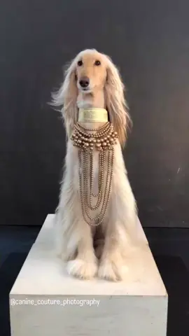 Zsa Zsa by #canine_couture_photography ❤ #afghanhound #afghans  #afghanhoundsofinstagram #dogshow #showdog #hound #dogsofinsta #dogoftheday #dailydog #sighthound #dog #dogs  #dogsofmelbourne #pets #doggroomer #longhair #doggrooming  #longhairdontcare #blonde 