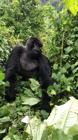 The most incredible experience of my life. Coming face to face with these Gentle Giants in Rwanda #gorilla #gorillatrekking #rwanda #travelrwanda #travelafrica #travellife #travellifestyle #silverback #silverbackgorilla #rwandatiktok🇷🇼 