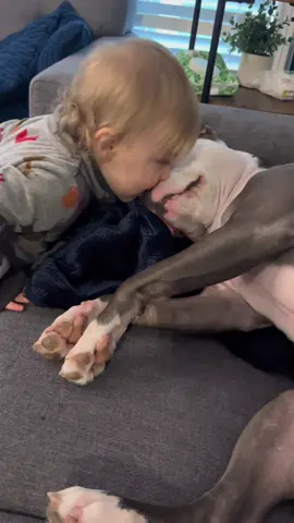 Giving kisses is the newly learned skill 😂#fyp #foryou #foryoupage #dog #GoodDeedsCup #dogsoftiktok #bullybreeds #dogtok #dontbullymybreed❤ #cutedog #doggo #cutedogsonly #cutedogsoftiktok #tiktok #cutestdog #cutestdogever #househippo #kidsanddogs #babiesanddogs #babiesandbullies 