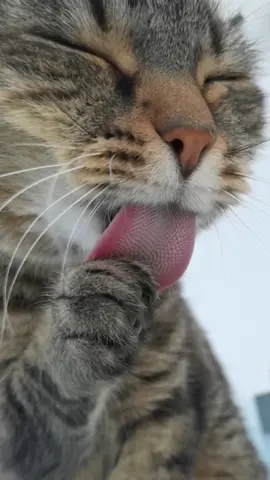 Misti or the sweet gangsta 😻 #cat #cats #viral #catsoftiktok #slowmotion #foryoupage 