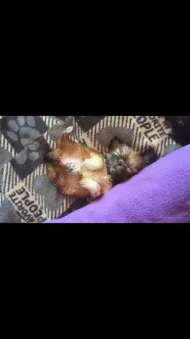 So much cuteness with these three. Rescued fosters I've had a few weeks that started with bottle feeding but do so well using bowls now.  Hopefully within a few weeks they will go to their forever homes ❣️ I always said the hardest part of fostering is letting go when they are ready, that is still true.  Lamina Foundation ... Spay and Neuter, rescue, educate, transport and provide support when needed the most.  #adopt #animalrescuer #puppies #cuddles #spayandneuter #rescue #transport #animalsupport 