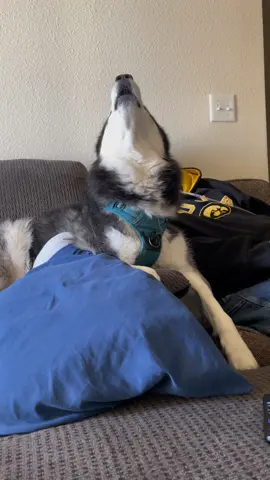 So much passion #haikuthehusky #fyp #viral #husky #dog 