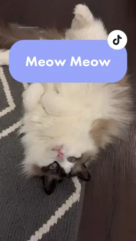 Living the good life rolling around on her favorite rug #cats #catvideos #floof #ragdollcat #meowmeow #adorable #cutecat #ragdoll #catmama #pets #petparents #cattok #catsoftiktok #school #work #cat #eeveeandyoshi