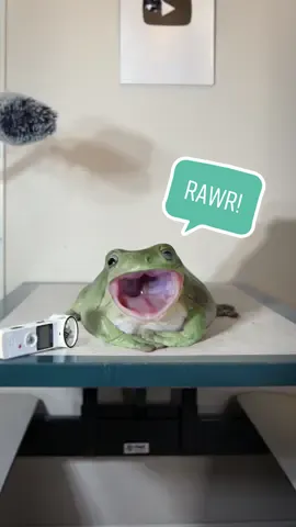 Dumpy my “GIANT” Tree Frog is the most interesting lady in the world. Dumpy doing frog things. ..Enjoy. Dumpy my pet frog and I made this video with a combination of ASMR style sound design and Visual Effects using my pet Australian whites tree frog ##Dumpy##whatslucasup2##comedy##goodvibes