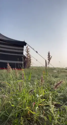 ياماحلا بيت الشعر وسط الربيع  ‏فــي ديــرةٍ واللـبـل وراه معشيه ‏⁧‫#تصويري🌾🌻🍃 