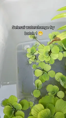Hari cuti je ada masa utk waterchange sambil2 tgk tumbesaran fry limbata batch 1 😁 #ajbettamache #channalimbata #channa #limbata #channamalaysia🇲🇾 #fyp #fypシ 