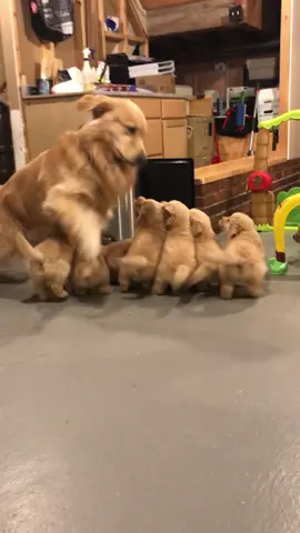 Puppy playtime 😃❤️ #goldenretrieverpuppies #puppyplay #puppylife 