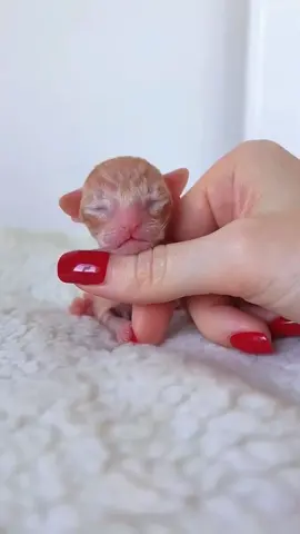 newborn cat baby,cute?🐱🥰🥰#CapCut #cute #animals #pet #cat #catsoftiktok #kitten #foryou #fyp 