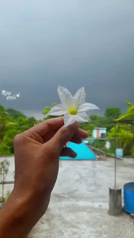 আকাশে ঘনালো মেঘ,সাদা ফুল হাতে নিয়ে আমি। ওই আঁকাবাঁকা পথ দিয়ে ছাতা নিয়ে এগিয়ে আসবে তুমি #tiktok #mobilephotography #cumilla #flowers #rain #photography #foryou #শান্তানিম 