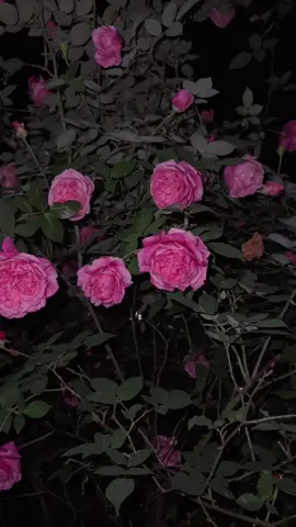 những đoá hoa nở muộn.. giống như..  #fyp #rose #vibe #Love #miss #viral #xh #mood #flower #roselove #tamtrang #cliptamtrang #tamtrangkhongtot #mising 