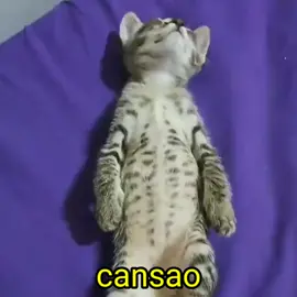 cansao#memes #animales #random #fyp #humor #gatos 