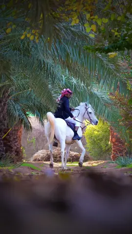 #اكسبلور #حايل #خيل_تصميم #تحدي 