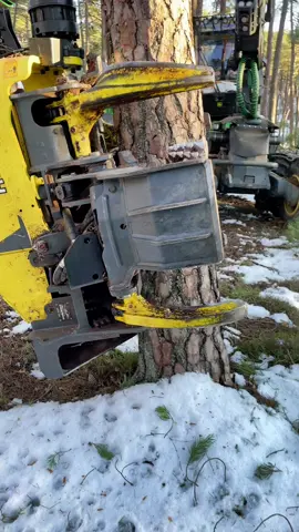 #forestry #harvesting #harvester #harvester1270g #harvesterlover #happy #madera #deere #bosque #woodworking #wood #forest #Love #forestrywork #viralvideo #viraltiktok #vida #amor #forestrymulching #forestrymachines #forestrywork #forestryequipment #forestry 