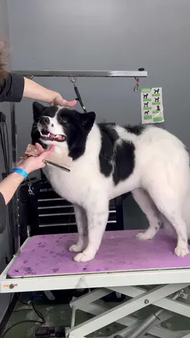 #doggrooming #samoyed #dogs #dogsbylogan #cutedogs #shedding 