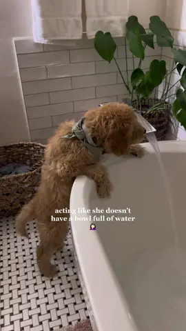 She’s been watching the cat too much 😂🤷🏻‍♀️ #goldendoodle #goldendoodlesoftiktok #goldendoodlepuppy #doodle