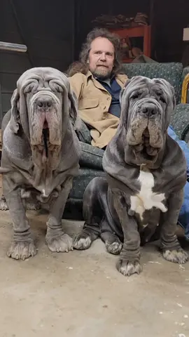 Guardians with @asecarguy10808 #ceo #ceoof #ceoofwrinkles #mastiff #fyp #viral #foryou #vikings #toadthemastiff 
