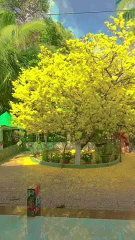 E cần người năm sau lặt lá mai 🥰#xuhuong #tetmaiman 