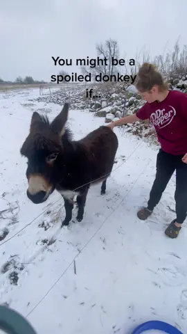 She loves her donkey and hates coats! #fyp #donkey #donkeysoftiktok #fypシ #henry #boggsfunnyfarm #farmlife #spoiled #farmgirl 