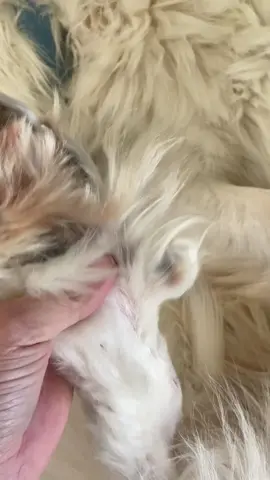 Guy has grinch feet!  #greatpyrenees 