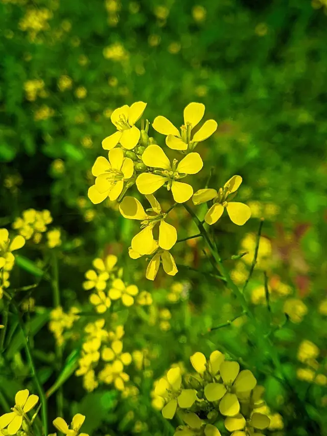 @𝑨𝒓𝒐𝒉𝒊🖤𝑰𝒔𝒍𝒂𝒎 @💓💖 Esha______56🥰🥰🥰🥰 @Nadia Akther @🥀🥀🥀🥀 Sathi islam 🌻🌻🌻 @ioveiy497 @Sadiya Islam @sumaiya Islam #নিজের হাতে তোলা কিছু ফুলের ছবি 🌹🌺🌻🌼🌷🌱🪷🏵️