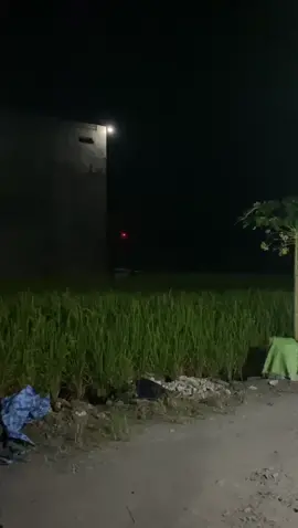 Tonton sampai habiss #pulong #banaspati #kalbar #fypbanaspatifrend 