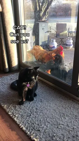 The calm before tomorrow's impending snowstorm & a little fun in the Wintertime sun!  #chickensoftiktok  #backyardchickens #crazychickenlady #happychickenslayhappyeggs #freerangechickens #chickens #unlikelyanimalfriends #blackcat 