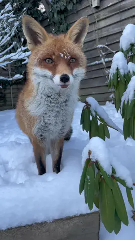 Perfection♥️  #kikithefox #kikifoxfamily #nopets