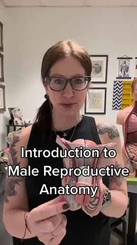 Introduction to male reproductive anatomy #male #anatomy #reproductive #reproductiveanatomy #anatomylesson #anatomyclass #anatomytips #anatomylab #LearnOnTikTok #EduTok #grossanatomy #biology #premed 