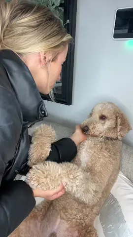 Please🥺 #dogsoftiktok #dogtok #foryou #fyp #dogowners 