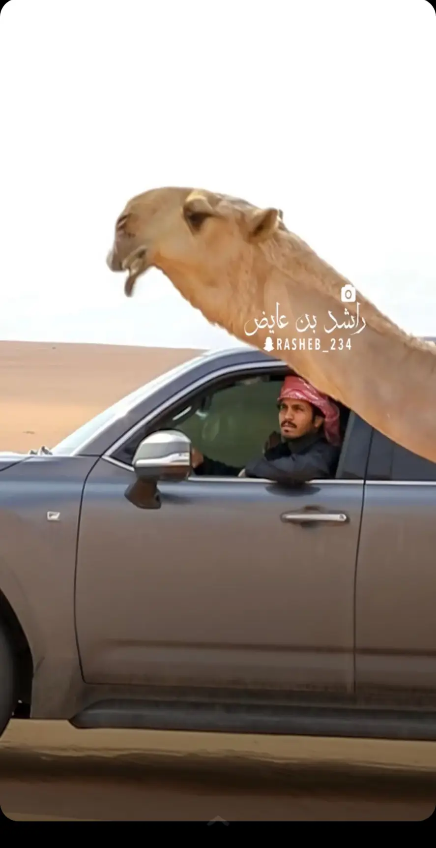 جديد : الـمـوت الـحـمـر🔥.. لـ ابن جخدب .. #ابن_جخدب #الموت_الحمر #قحطان #ال_سعد #الجحادر #اكسبلورexplore #حمد_بن_عبدالله #محمد_بن_جخدب #فهد_بن_جخدب #بندر_بن_جخدب #دق_جل #فردي #مهرجان_الملك_عبدالعزيز_لمزاين_الابل7 #الجحادر 