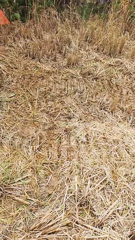 #stitch dengan @Ahoufe 