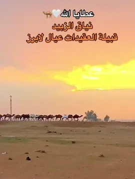 #نياق_الزبيد_قبيلة_العقيدات_عيال_لابرز #العقيدات #نياق_العقيدات #جمال_العقيدات #بعران_العقيدات #اباعر_العقيدات #نياق🐪 