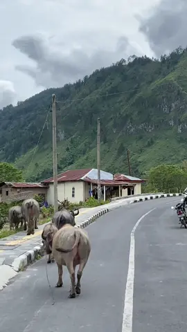 bayangin kamu motoran lewat jalan ini 🍃