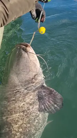 Big fish ! #catfish #fish #fishing #catfishing #YuriGrisendi #siluro 