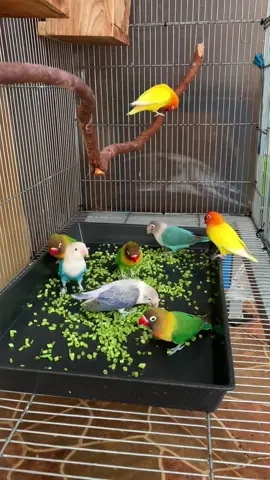 😍 Paling suka kalau makan kangkung 😍  #paling #suka #makan #kangkung #lovebirds #burunglovebird #koloni #kesayangan #cute #adorable 